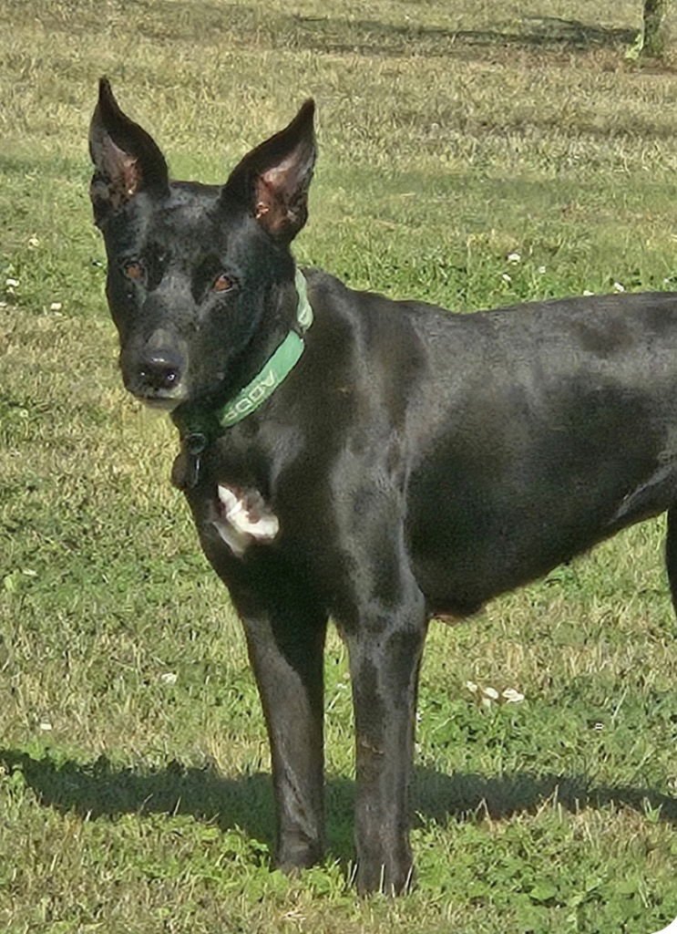 EVIE - Labrador Retriever / German Shepherd Dog available for adoption