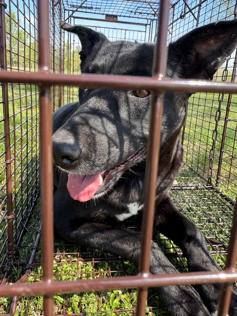 EVIE - Labrador Retriever / German Shepherd Dog available for adoption