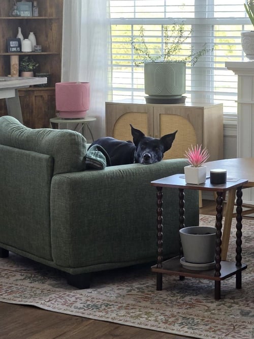 EVIE - Labrador Retriever / German Shepherd Dog available for adoption