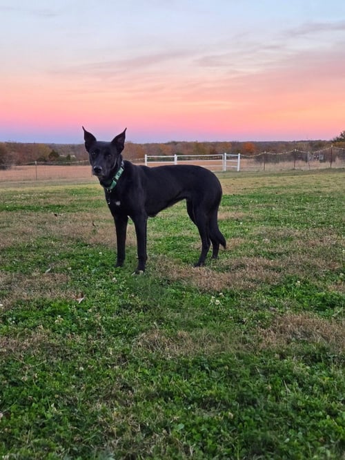 EVIE - Labrador Retriever / German Shepherd Dog available for adoption