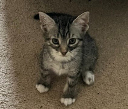 LUCY - Domestic Short Hair available for adoption