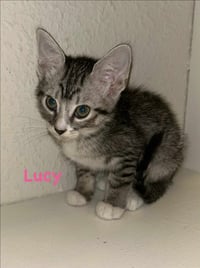 Lucy - Photo 4