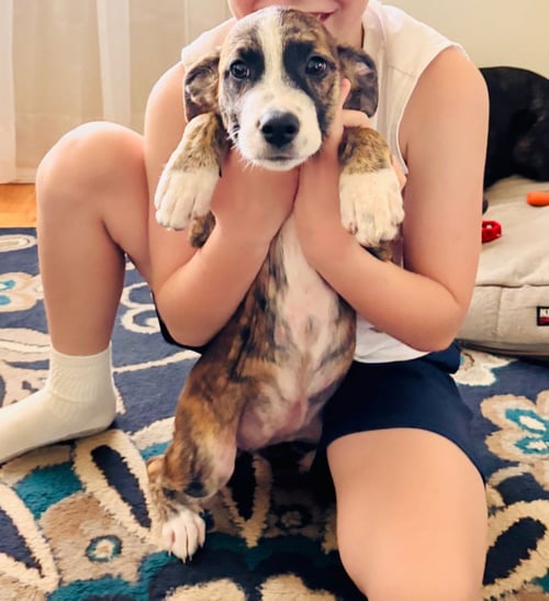 GEORGIA - Plott Hound / Pit Bull Terrier available for adoption