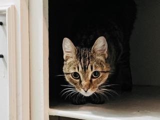 K.K - Domestic Short Hair for adoption in Broken Arrow