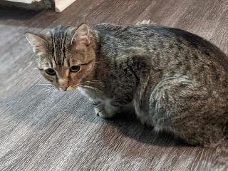 K.K - Domestic Short Hair available for adoption