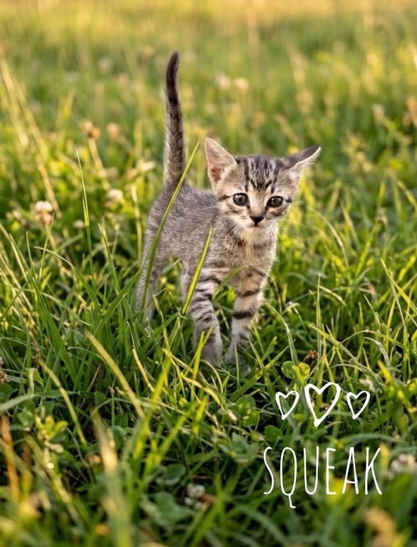 Squeak Image