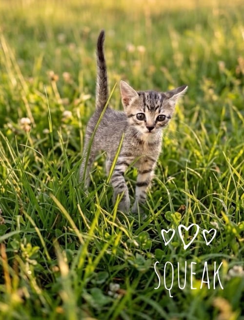 SQUEAK - Domestic Short Hair available for adoption