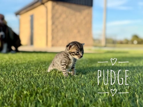 PUDGE - Domestic Short Hair available for adoption
