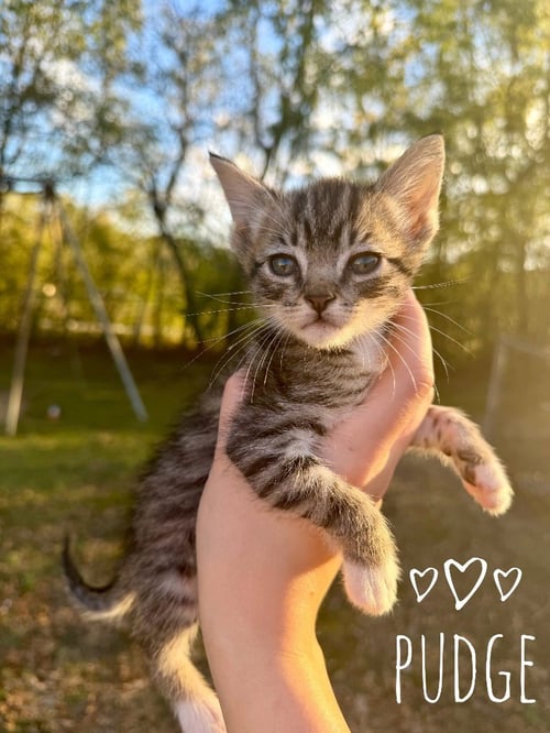 PUDGE - Domestic Short Hair available for adoption