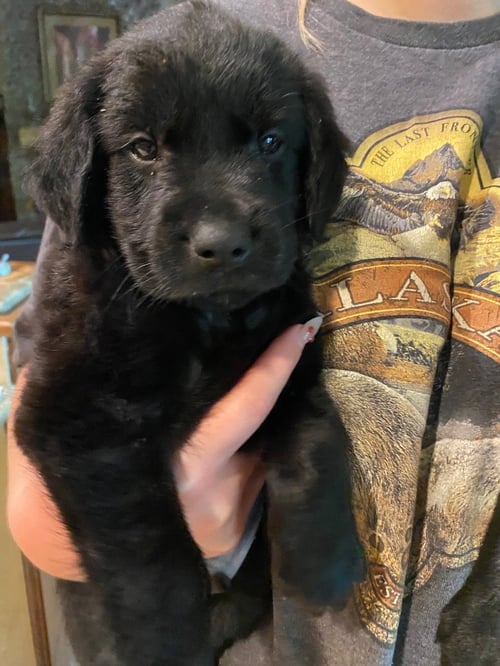 CORIANDER - Labrador Retriever available for adoption