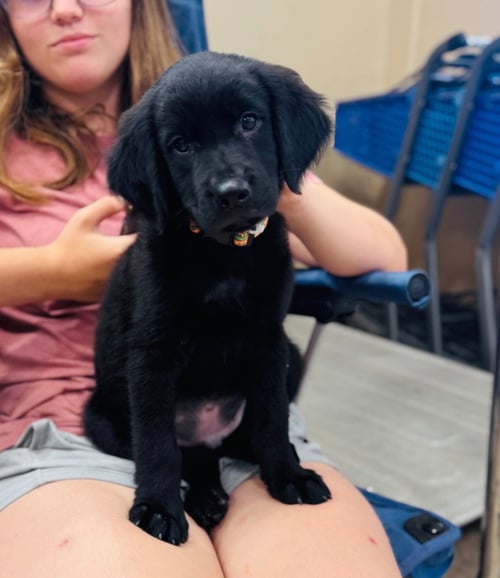 CORIANDER - Labrador Retriever available for adoption