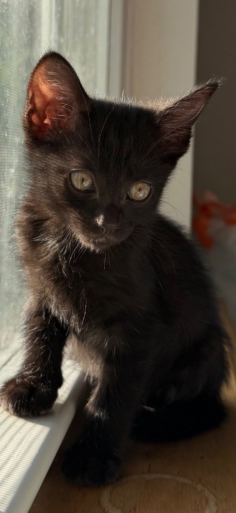 OLIVIA - Domestic Short Hair available for adoption