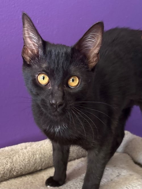 OLIVIA - Domestic Short Hair available for adoption