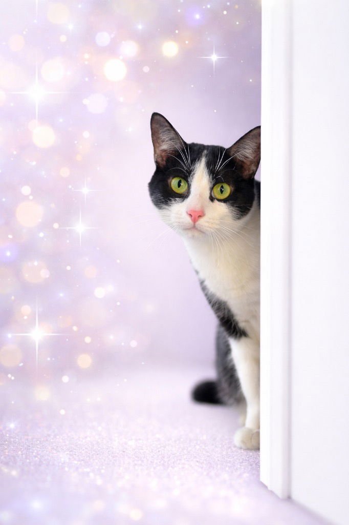 EVE - Domestic Short Hair available for adoption