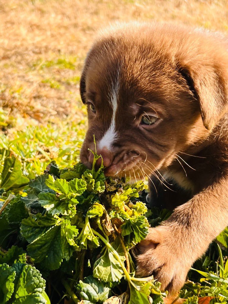 ORLANDO - Labrador Retriever / Shepherd available for adoption