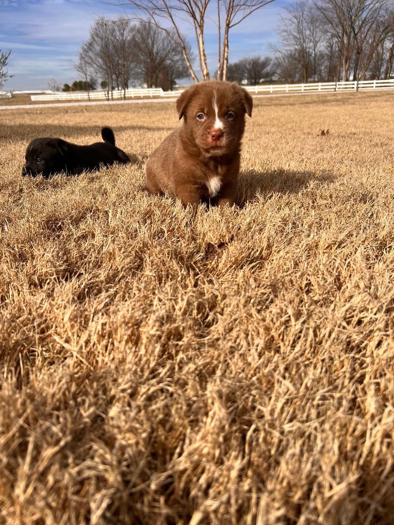 ORLANDO - Labrador Retriever / Shepherd available for adoption