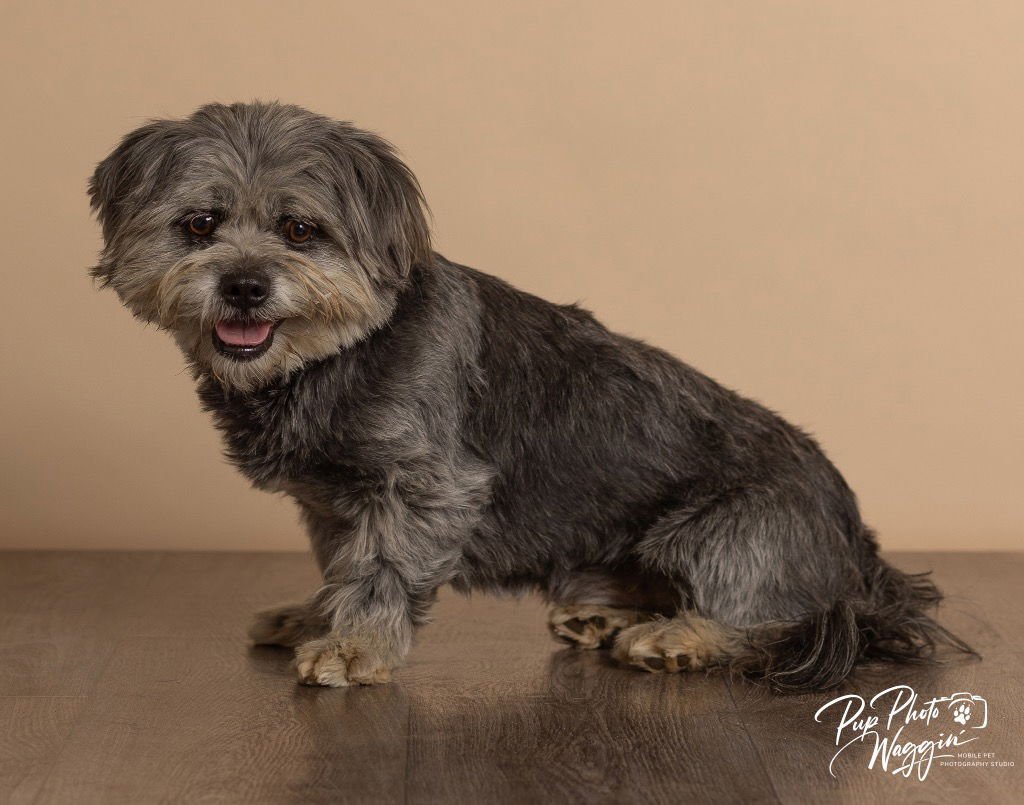 ASH - Lhasa Apso / Terrier available for adoption