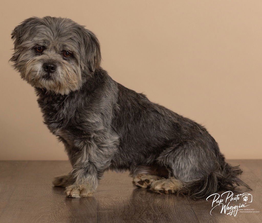 ASH - Lhasa Apso / Terrier available for adoption
