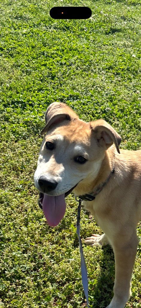 NIKO - Labrador Retriever / Husky available for adoption