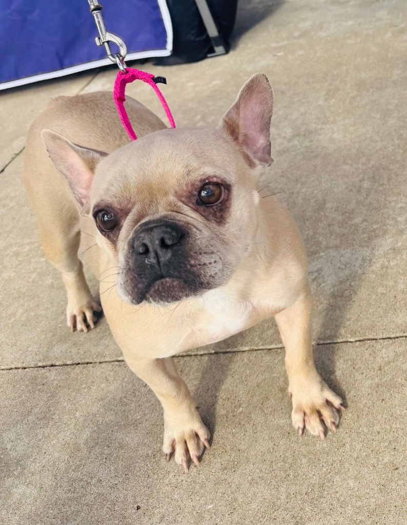 ADELE - French Bulldog available for adoption