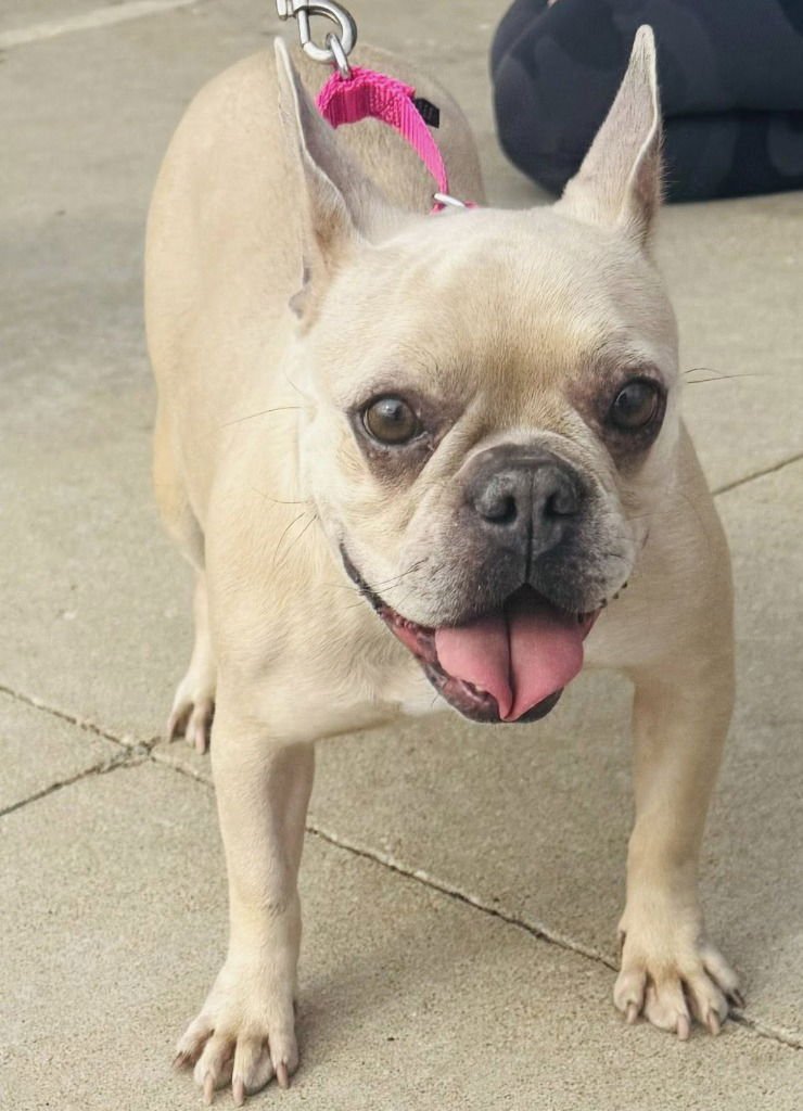 ADELE - French Bulldog available for adoption
