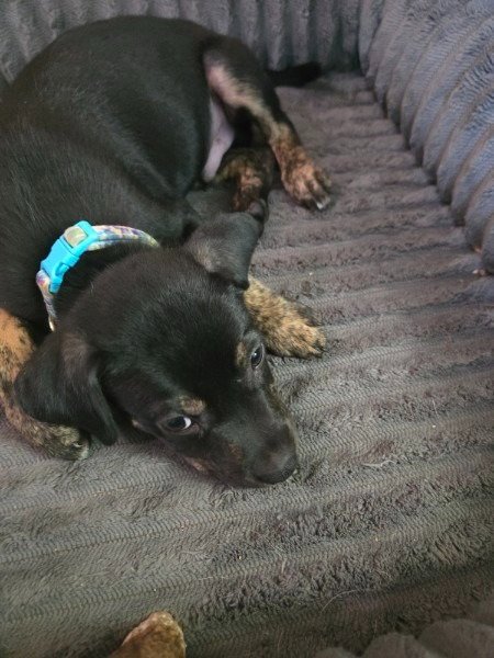 ROADIE - Terrier available for adoption