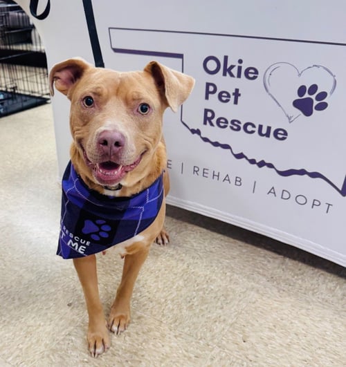 JONI MITCHELL - Pit Bull Terrier available for adoption
