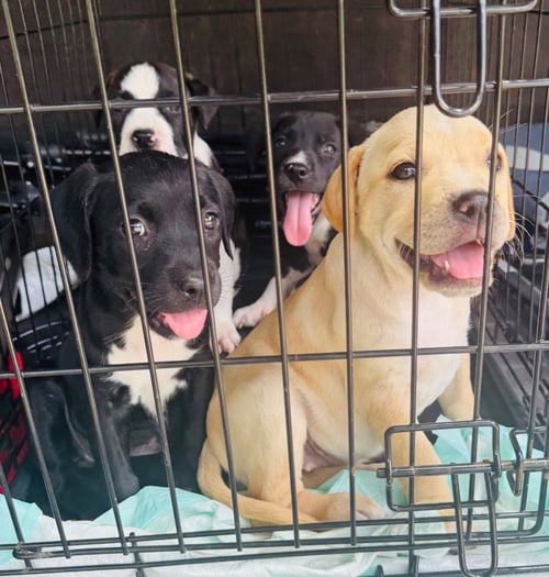 CAROLINE HANSEN - Labrador Retriever / Pit Bull Terrier available for adoption