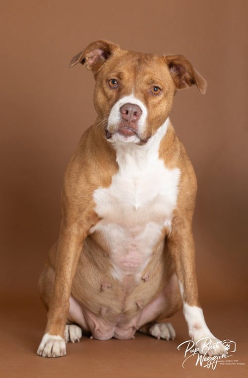 CHARLEY - Pit Bull Terrier available for adoption