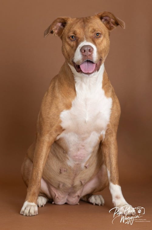CHARLEY - Pit Bull Terrier available for adoption