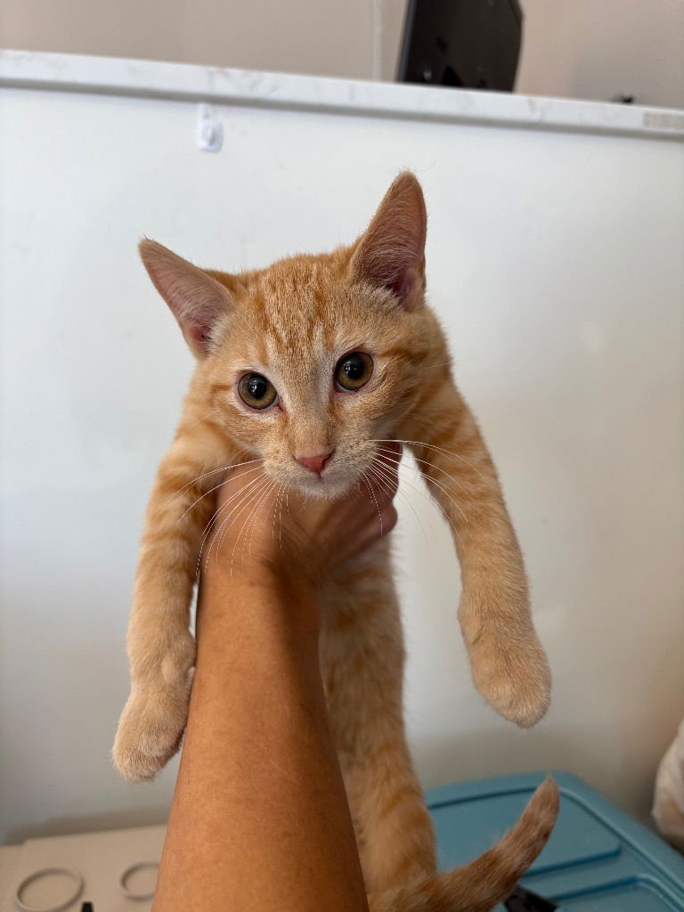 CLARK - Domestic Short Hair available for adoption