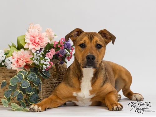 QUINCY - Terrier / Black Mouth Cur available for adoption