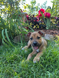 Quincy - Photo 4