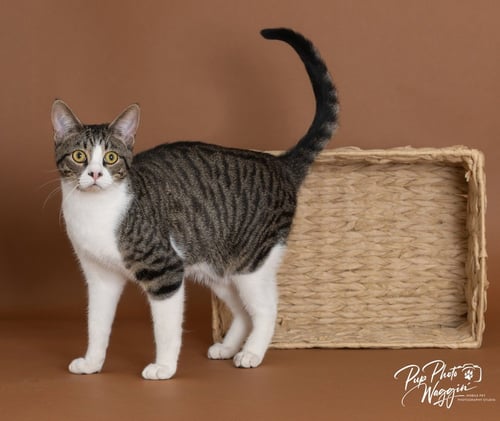 MILES FINCH - Domestic Short Hair available for adoption