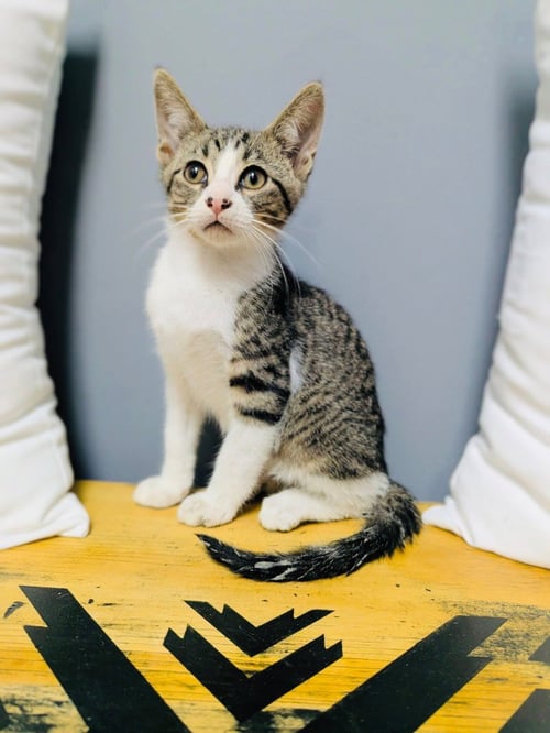 MILES FINCH - Domestic Short Hair available for adoption