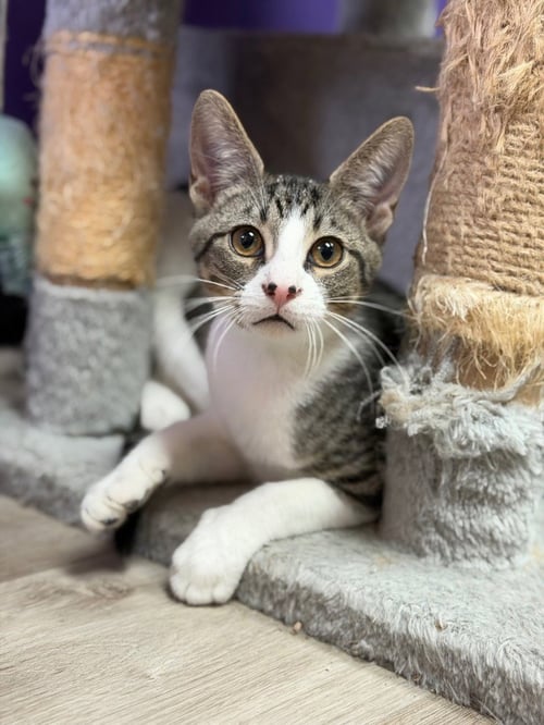 MILES FINCH - Domestic Short Hair for adoption in Tulsa