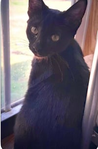 Bellatrix - Photo 1