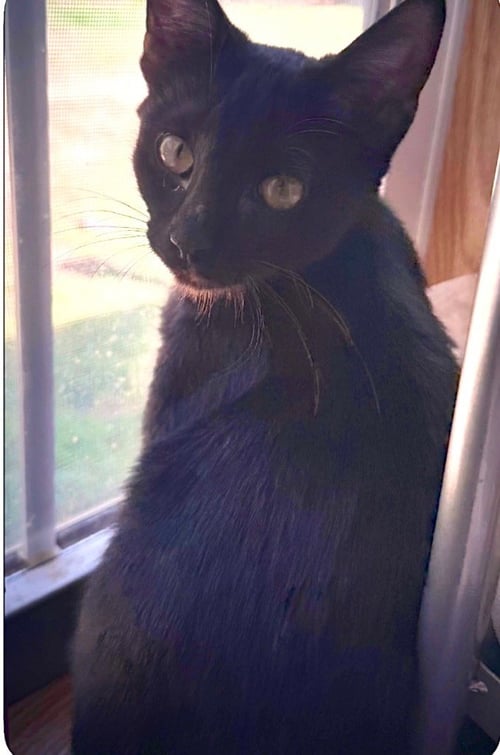 BELLATRIX - Domestic Short Hair available for adoption
