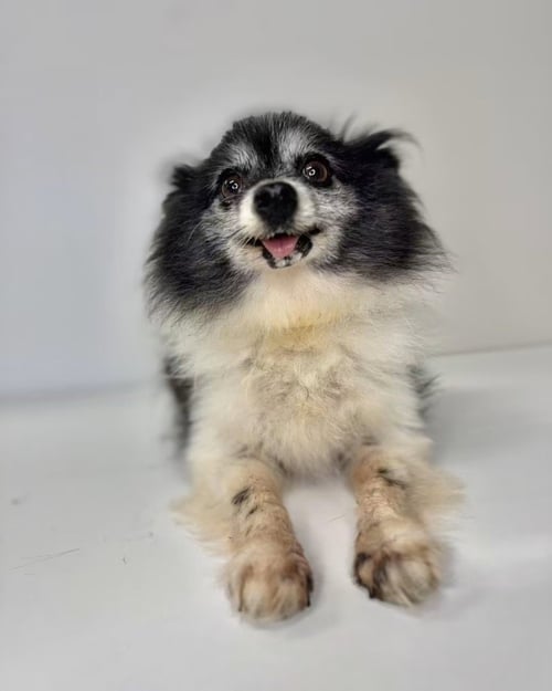CRICKET - Pomeranian available for adoption