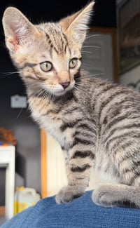 Fidget - Photo 1