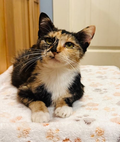 POLLY - Domestic Short Hair available for adoption