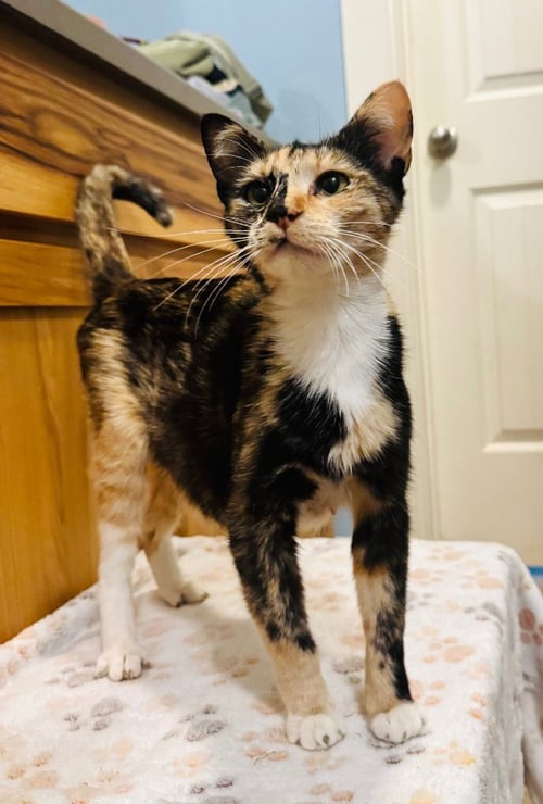 POLLY - Domestic Short Hair available for adoption
