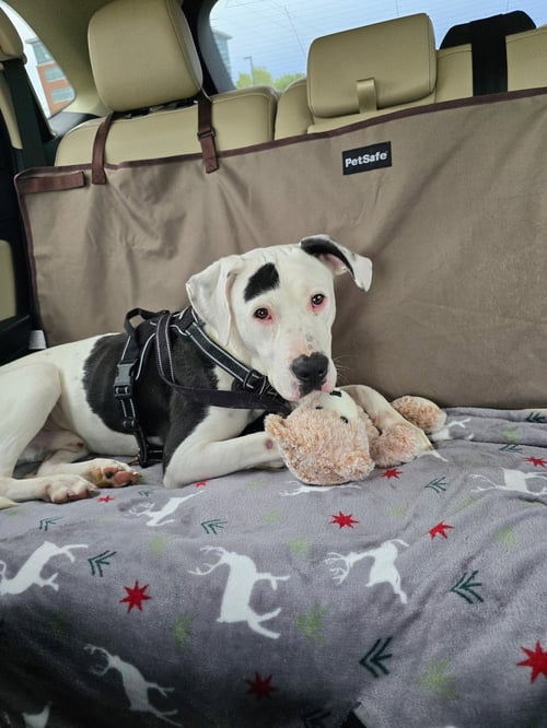 MILO - Pit Bull Terrier available for adoption