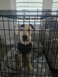 Milo - Photo 1
