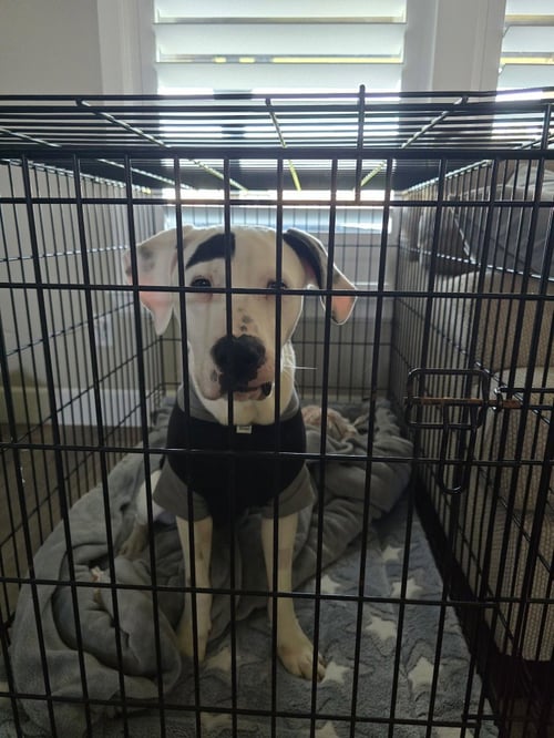 MILO - Pit Bull Terrier available for adoption