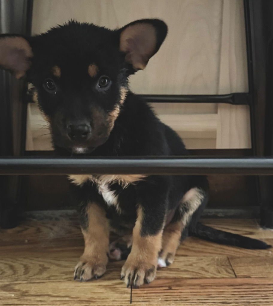 BERNARD - German Shepherd Dog / Corgi available for adoption