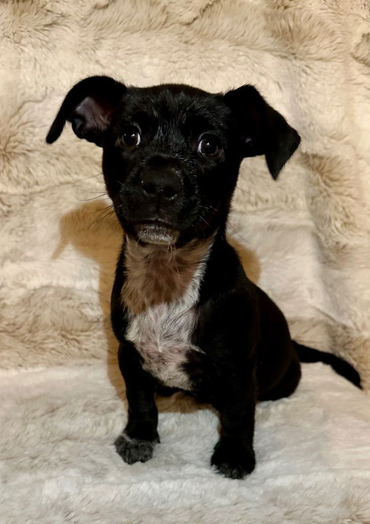 SALLY - Yorkshire Terrier Yorkie / Labrador Retriever available for adoption