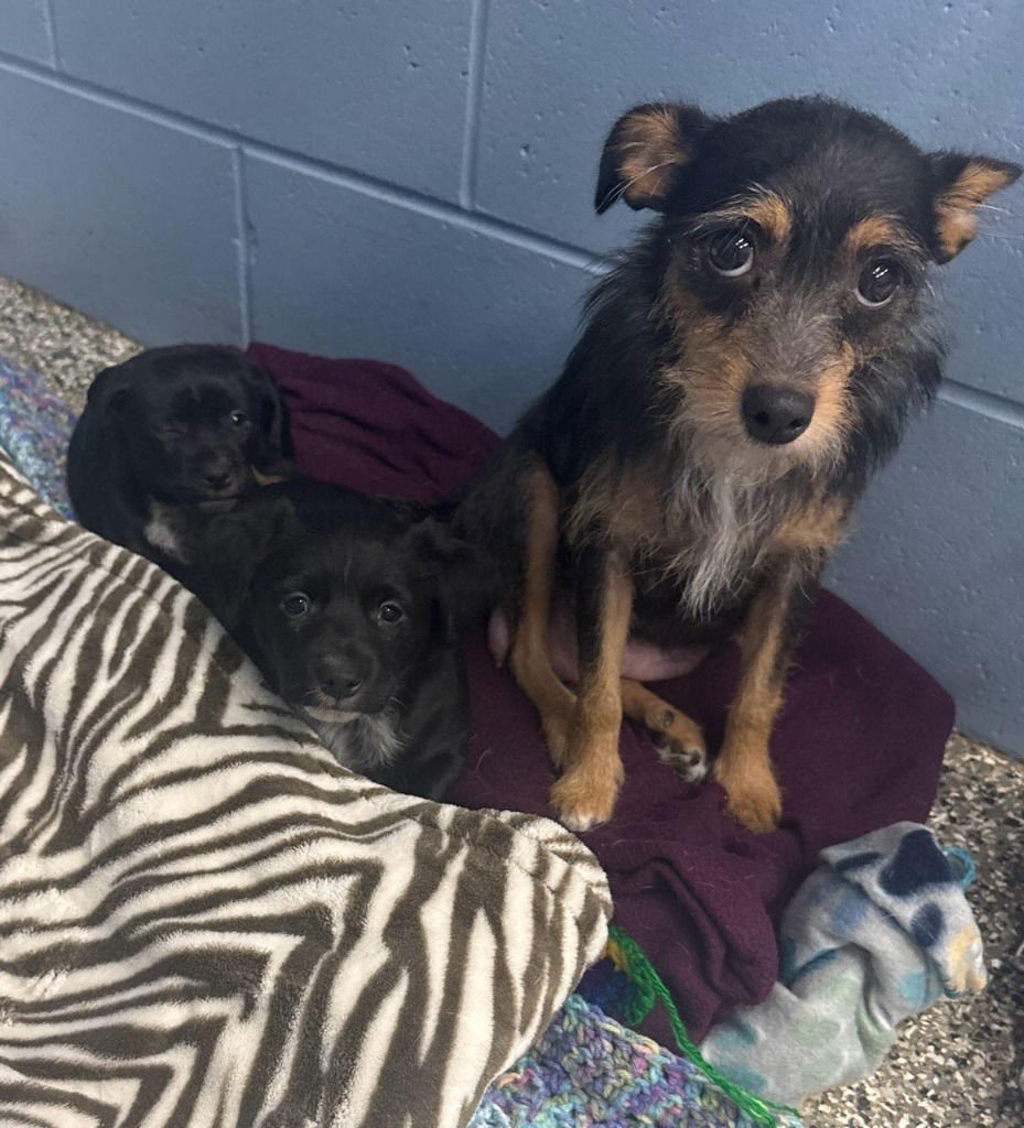 SALLY - Yorkshire Terrier Yorkie / Labrador Retriever available for adoption