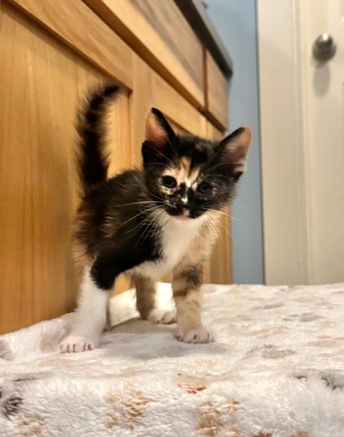 ADA - Domestic Short Hair available for adoption