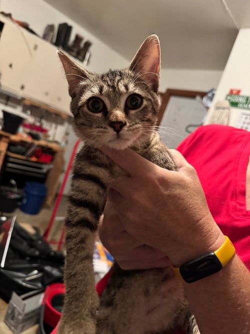KEVIN - Domestic Short Hair available for adoption